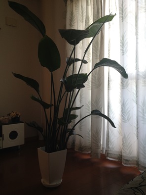 植栽76.jpg