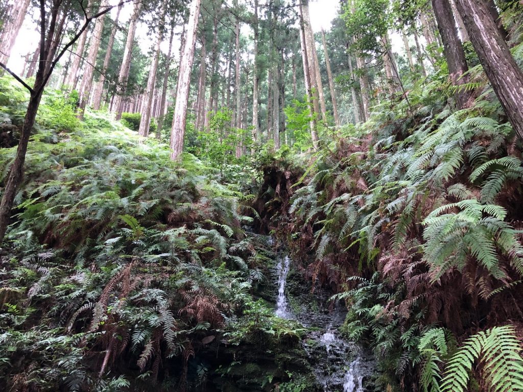 植林地で見た雨の後に流れる沢