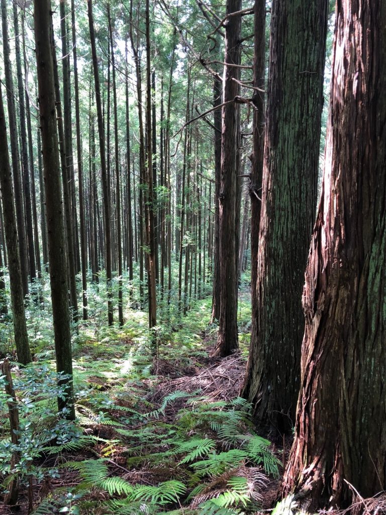 植林ヒノキの樹齢による太さの違い